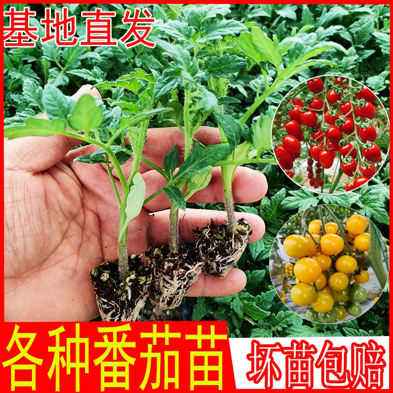 蔬菜苗大粉番茄苗小西红柿苗黑番茄苗矮生番茄苗番茄番茄苗菜苗