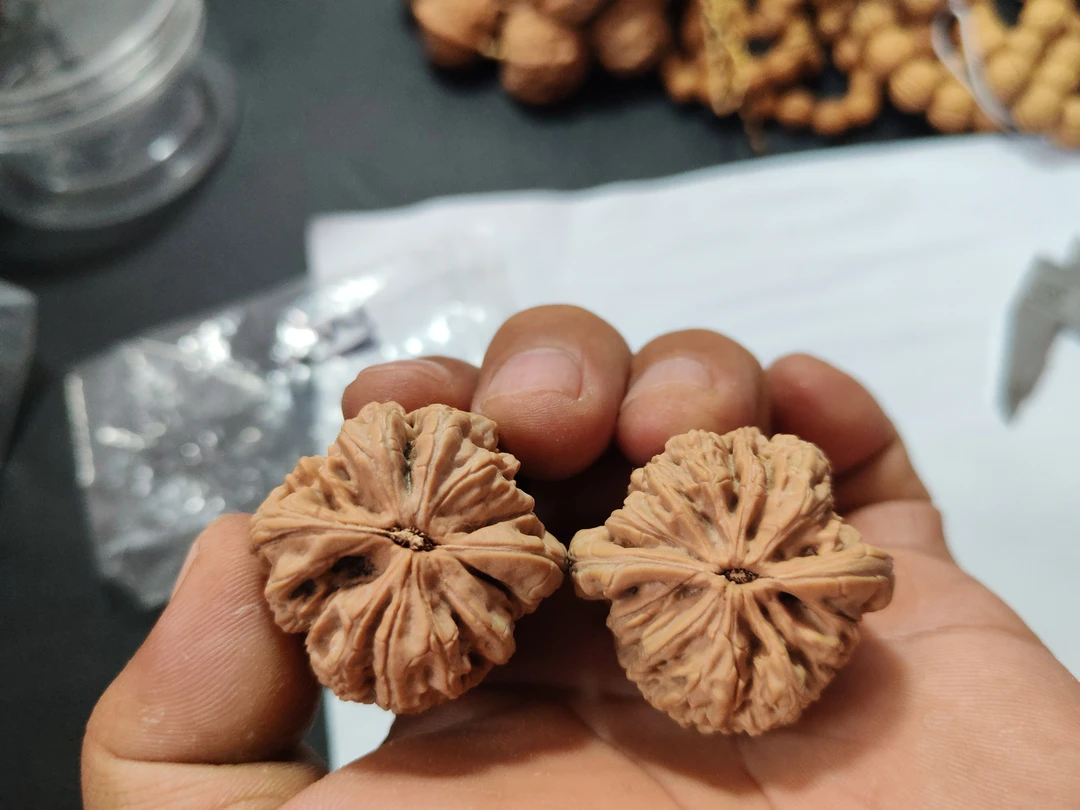 平谷山地暴雪狮子头，尺寸38左右，山地果，份量打手