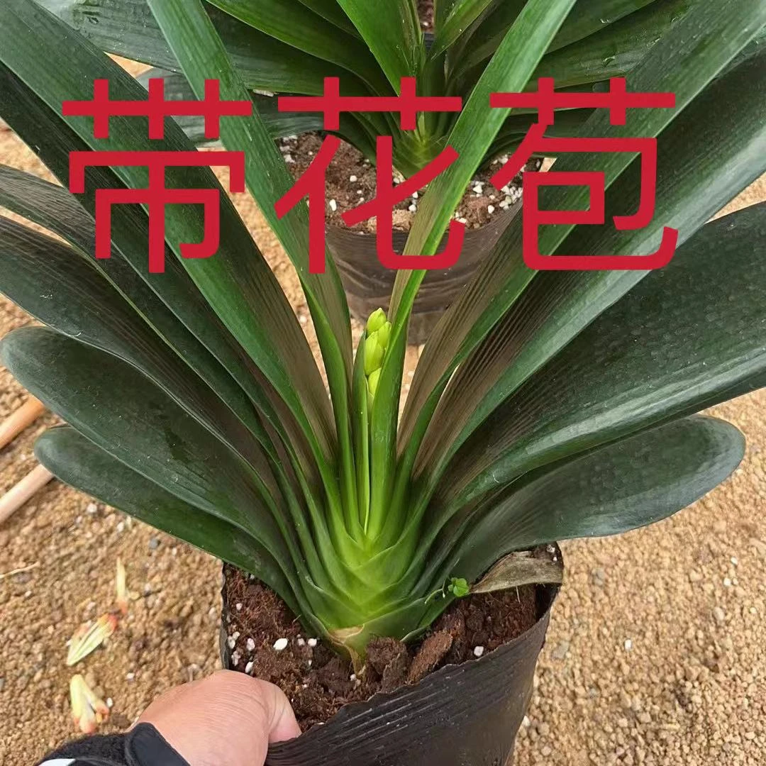 精品君子兰带花苞君子兰绿植花卉盆栽室内好养不死懒人兰花卉大全
