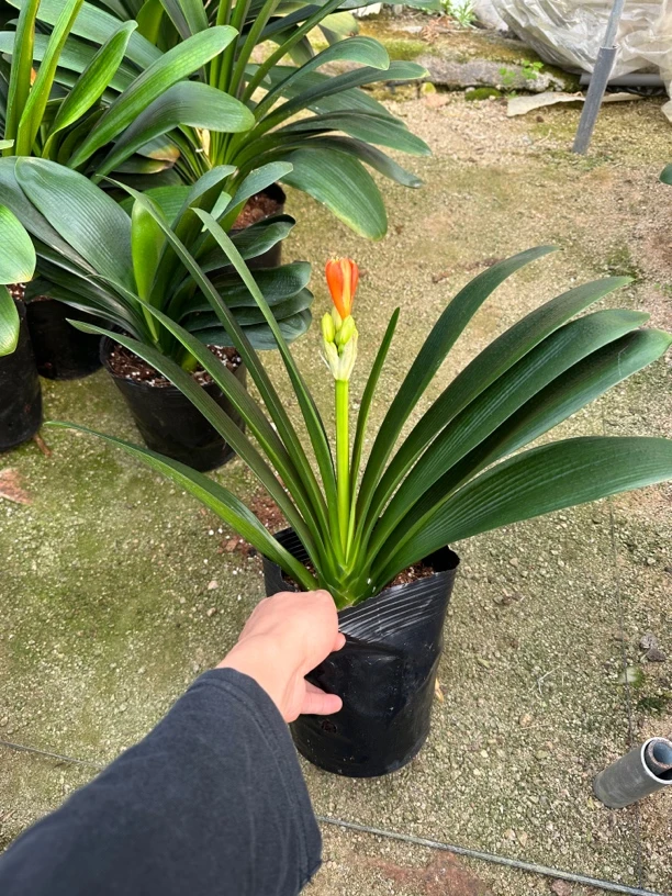 君子兰带花苞君子兰绿植盆栽室内好养不死懒人圆头短叶兰花卉大全