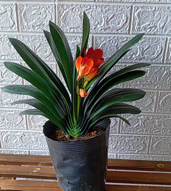 大花君子兰带花苞君子兰大苗绿植盆栽室内好养不死懒人兰花卉大全