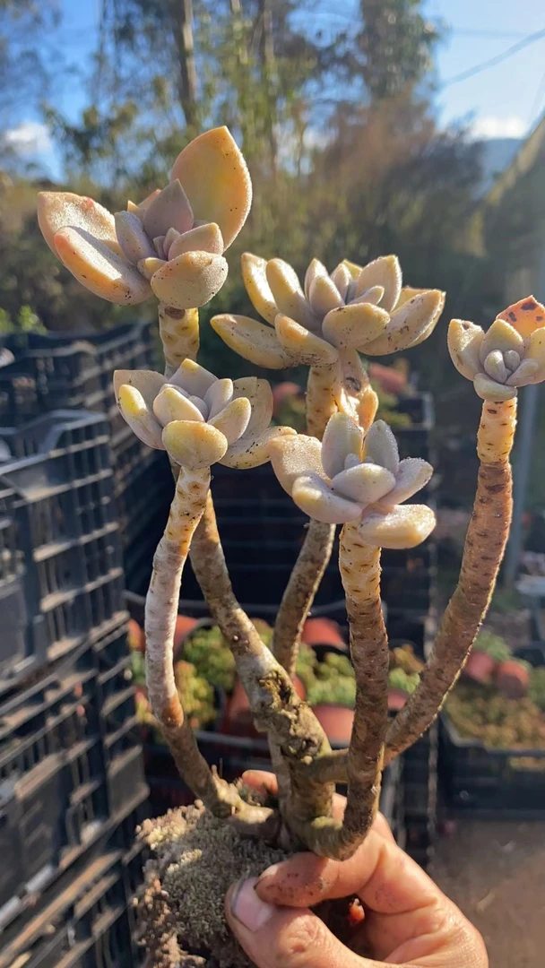 冬美人 多肉植物 娟娟多肉 18包邮