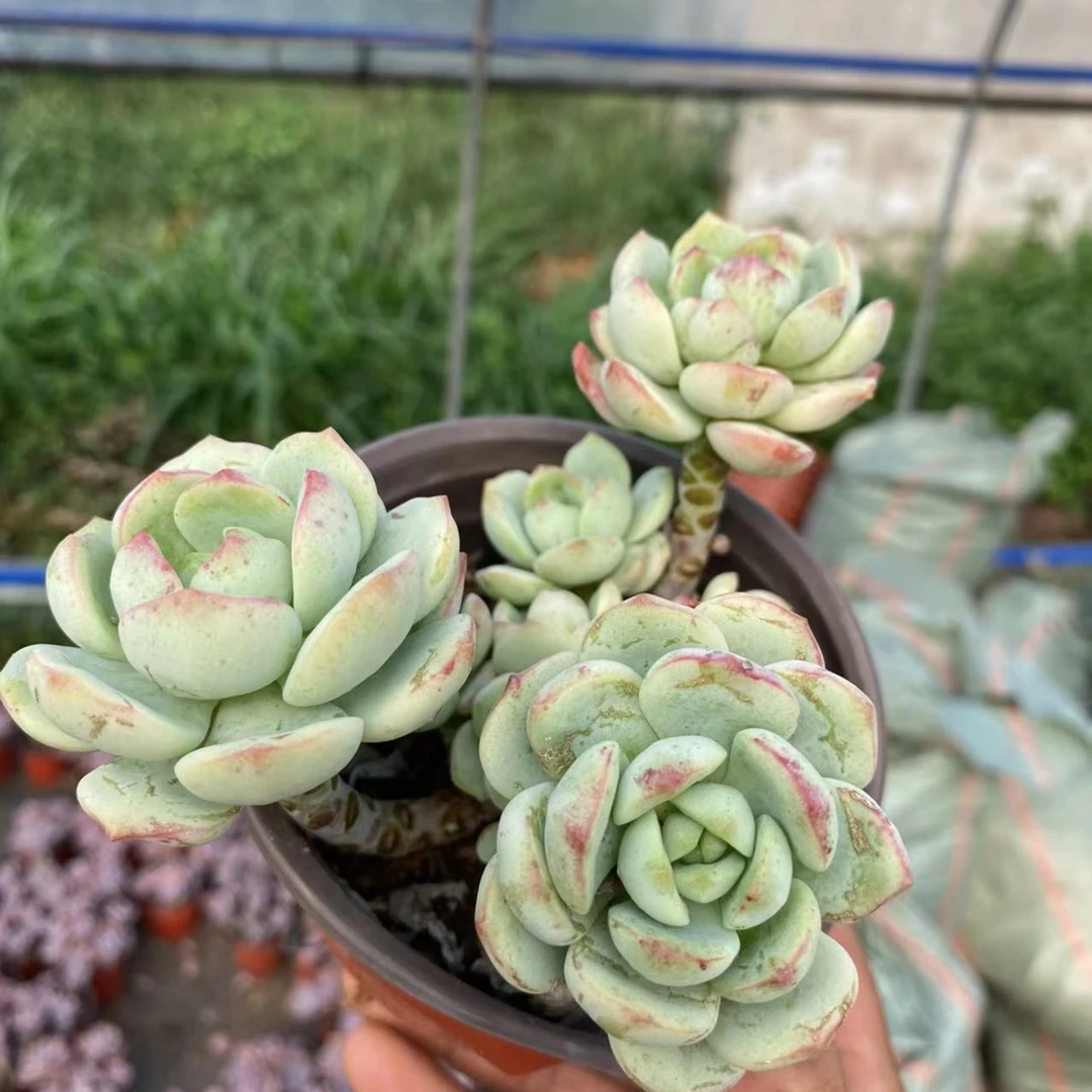 香草 多肉植物 娟娟多肉 18包邮
