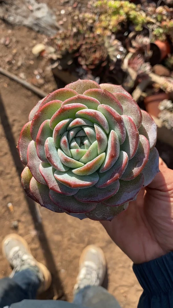 恩宠  多肉植物 娟娟多肉 18包邮