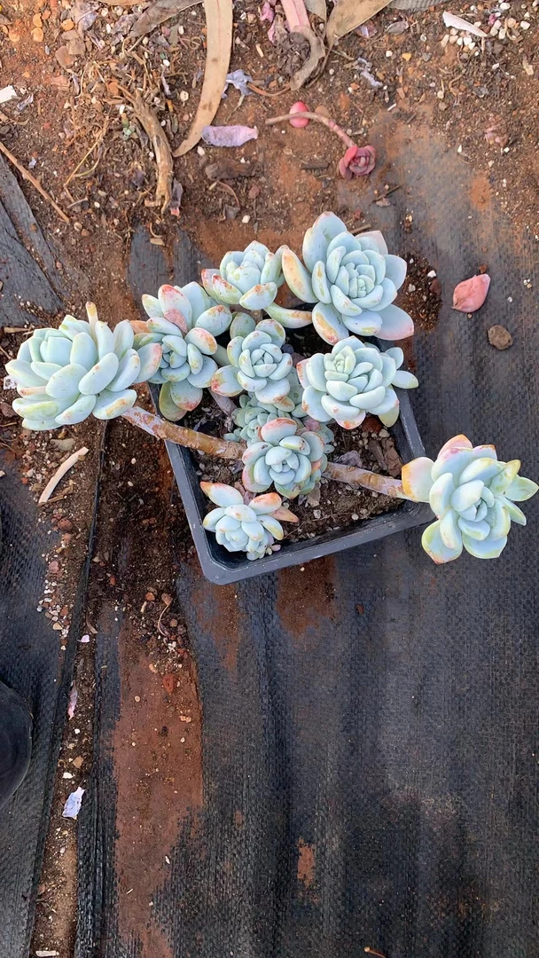 冷香 老桩好养 室内外养殖  多肉植物 娟娟多肉 18包邮