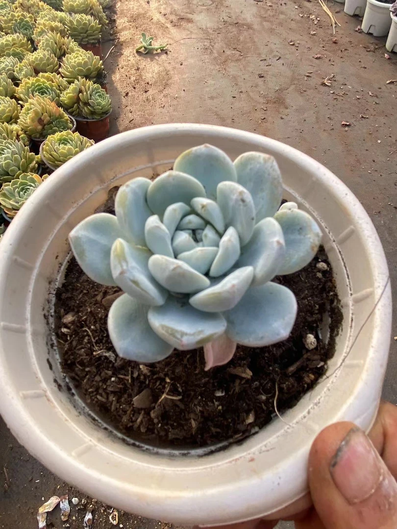 【 冰玉 多肉植物 】  娟娟  18包邮 办公室庭院养殖多肉植物