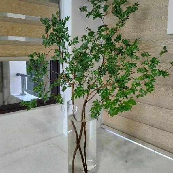 鲜切精选美男树水培植物室内养护家里茂盛鲜切吊钟枝高端水培绿植