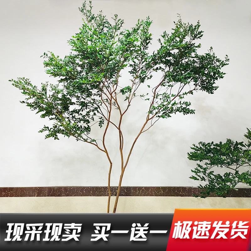 美男树鲜切枝水培植物室内养护家里茂盛鲜切吊钟枝高端水培绿植