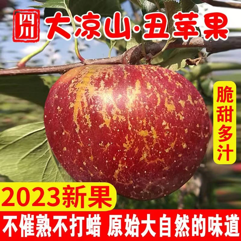 四川大凉山丑苹果