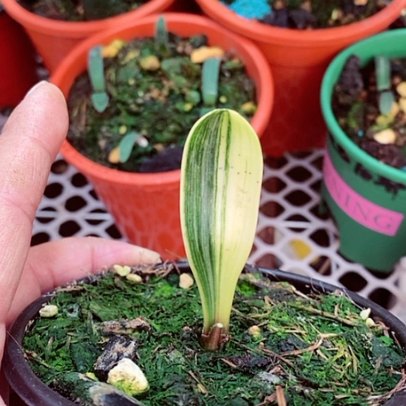 【闪购商品】请****木君子兰