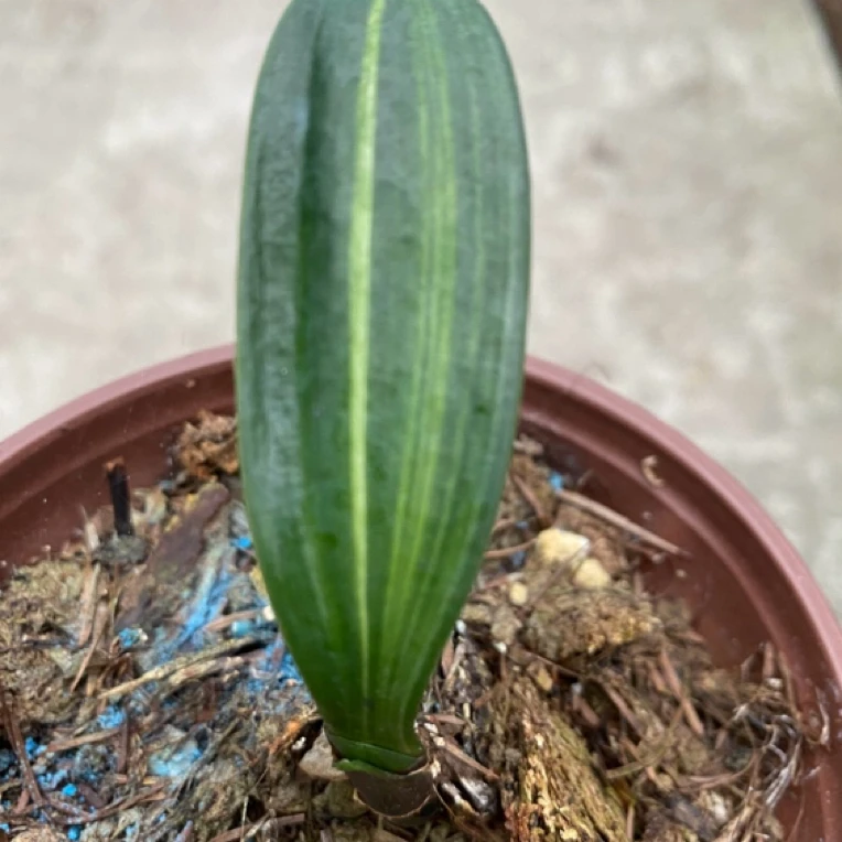 君子兰  一线天彩兰   厚板硬板  亮面高蜡膜  短叶彩兰