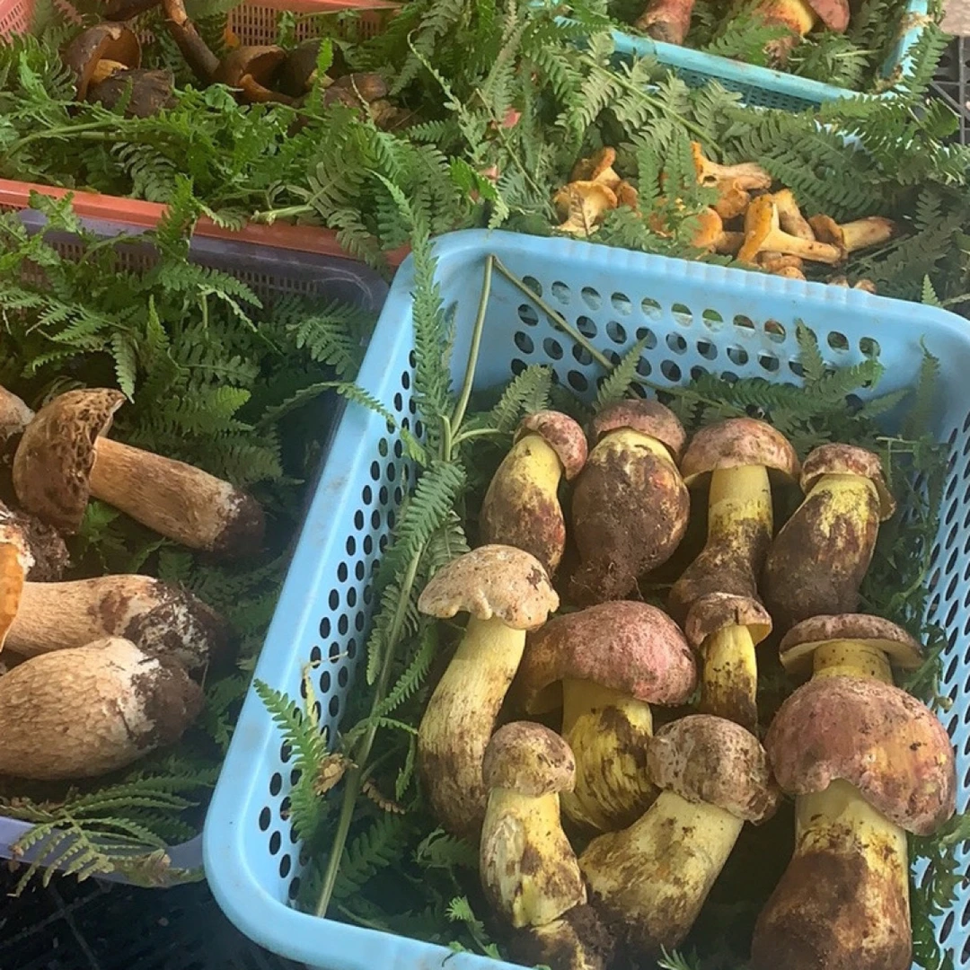 云南野生菌火锅155
