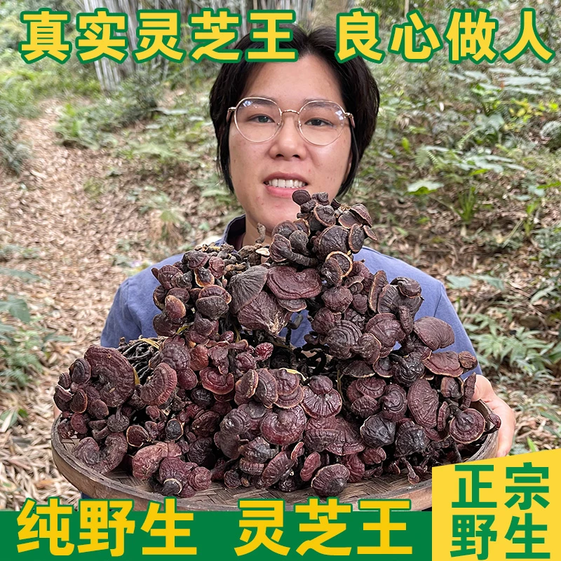 【灵芝王】海南五指山灵芝王 精挑细选 无硫 纯野煮水煲水 养生250g