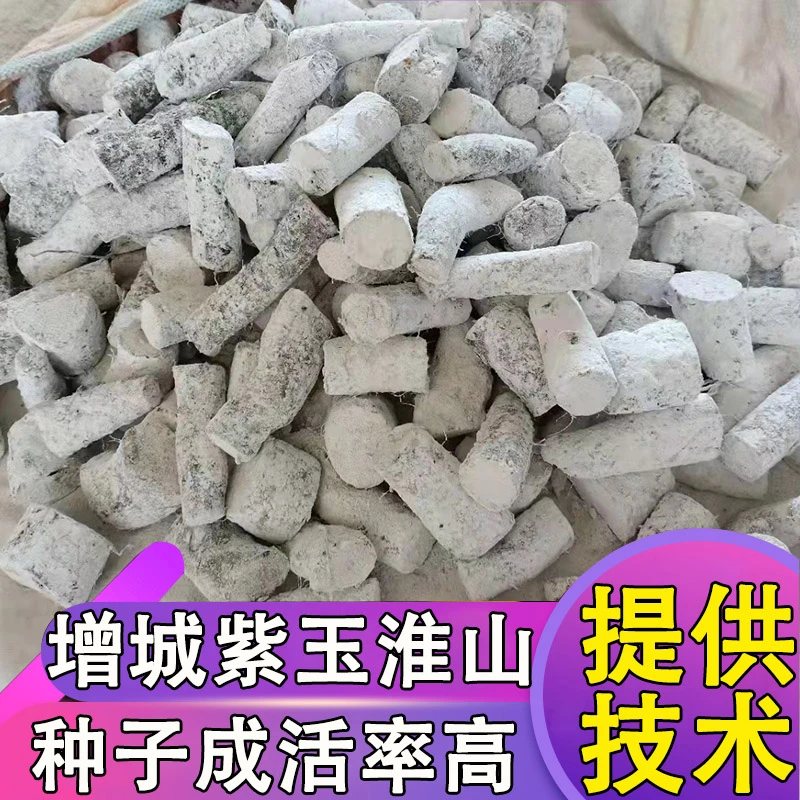 紫玉淮生种子 紫淮山种子紫山药种子增城紫玉淮生5斤包邮紫玉淮生