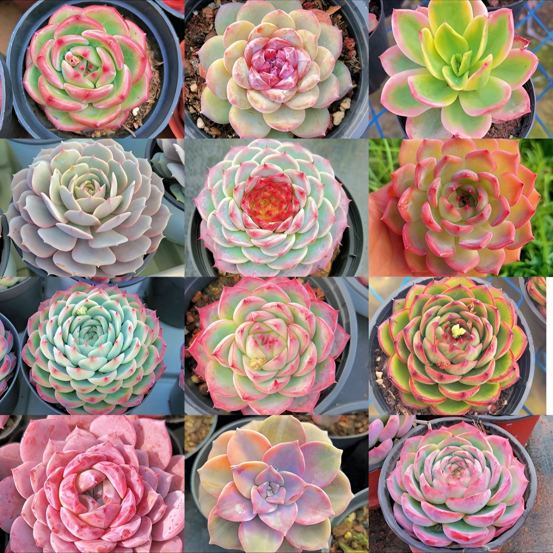 【肉肉世界】精品福利套餐 六六大顺 多肉植物 （脱土发货）一单包邮！