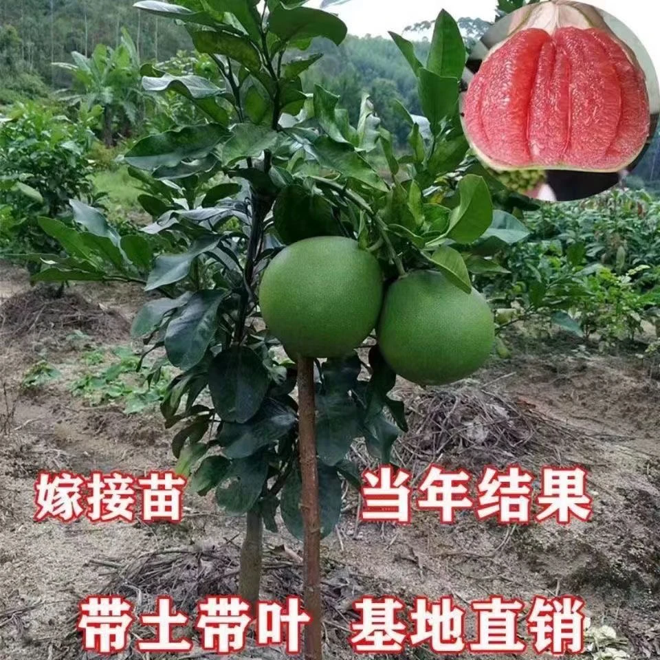 柚子树苗盆栽地栽南方北方种植