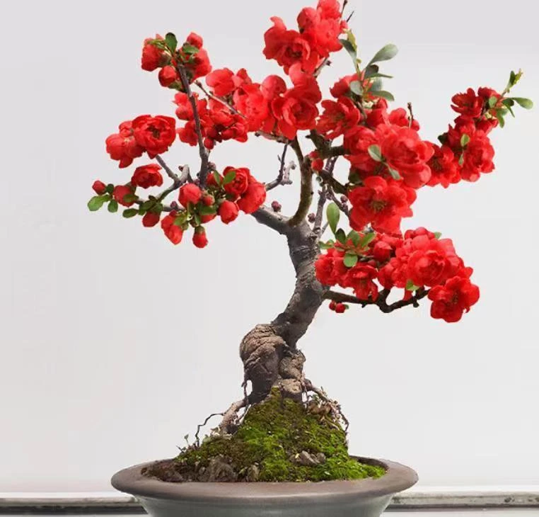 盆景一物一拍（海棠贵人果-冬红果-山楂-火棘）可盆栽可地栽