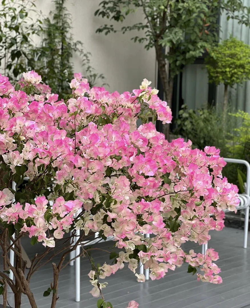 绿樱三角梅四季勤花爬藤绿植阳台庭院一物一拍