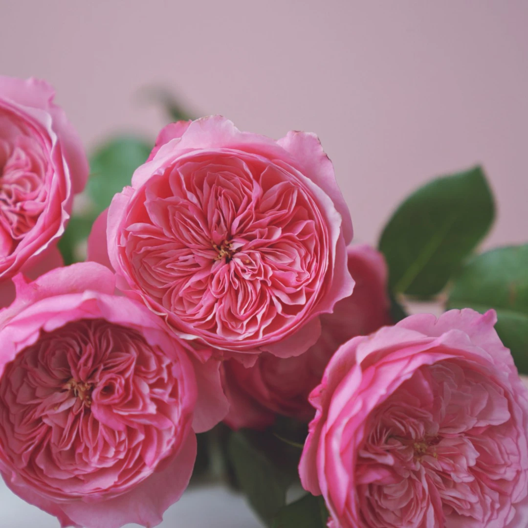 静静的花园【凯丽】奥斯汀系列月季花大苗阳台庭院盆栽耐热勤开