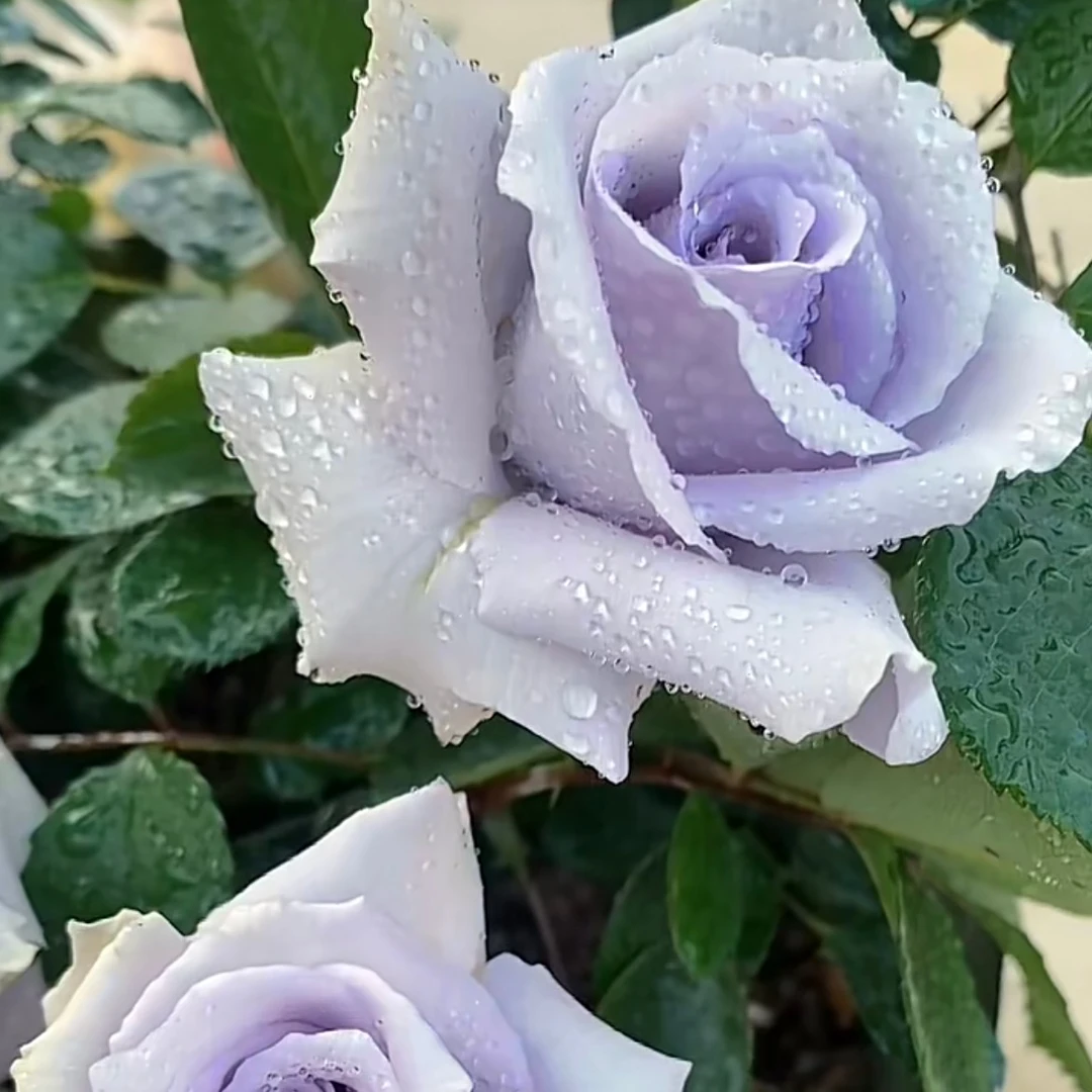 静静的花园【蓝色格劳恩 】扦插大地之蓝 日月月季淡紫色大花