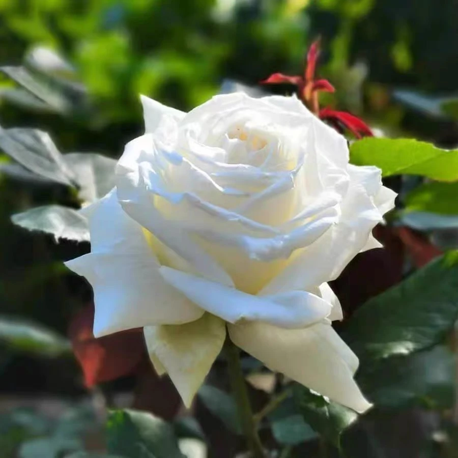 静静的花园保罗二世月季花苗盆栽灌木切花纯白色浓香