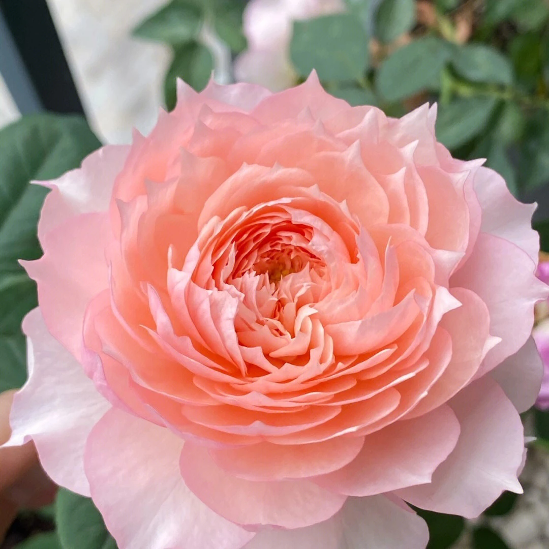 静静的花园莫妮卡【戴维】月季花苗大花勤花丰花阳台庭院