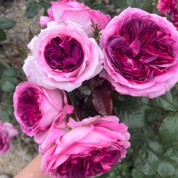 静静的花园【蓝莓蛋糕】法国戴尔巴德月季特大花浓香紫红色