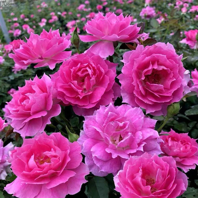 【天方夜潭】月季玫瑰花四季开花浓香大花天方夜谭欧月花苗盆栽