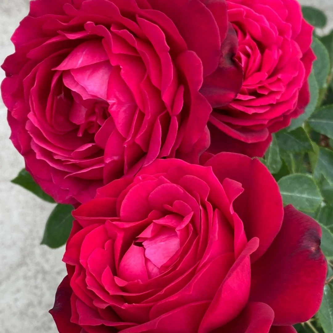 静静的花园（詹尼斯 ）法国红色直立灌木切花大花月季花苗