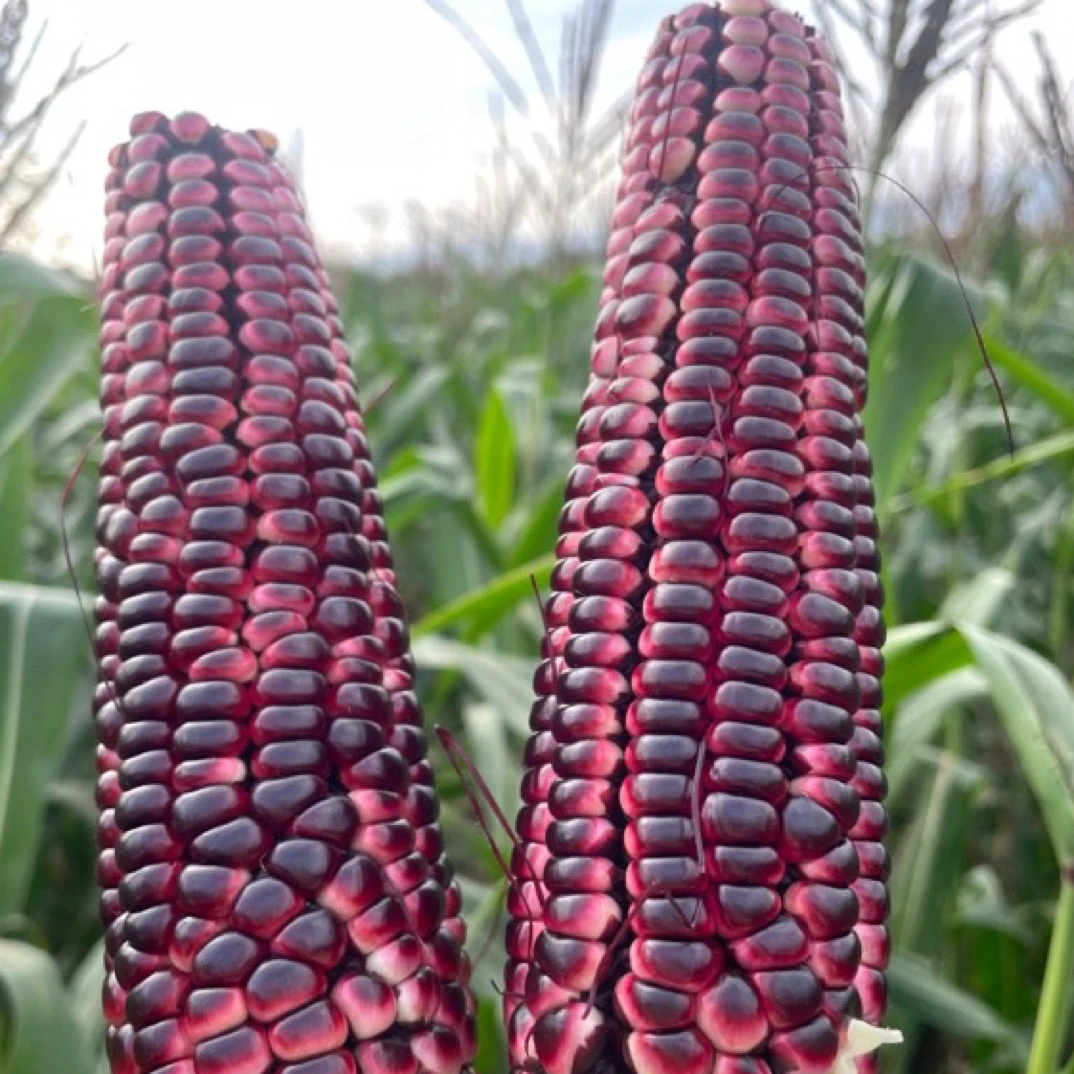 【顺丰包邮黑糯玉米】新鲜采摘 黑糯玉米 花青素满满 玉米中的贵族