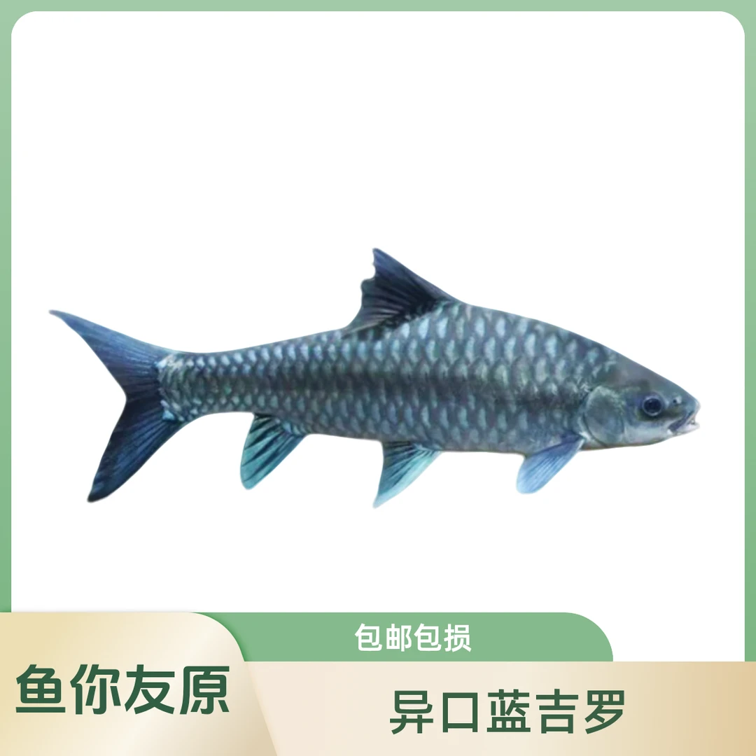 【拍一发三】异口新光唇蓝吉罗国结活体吉罗鱼观赏鱼广温鱼