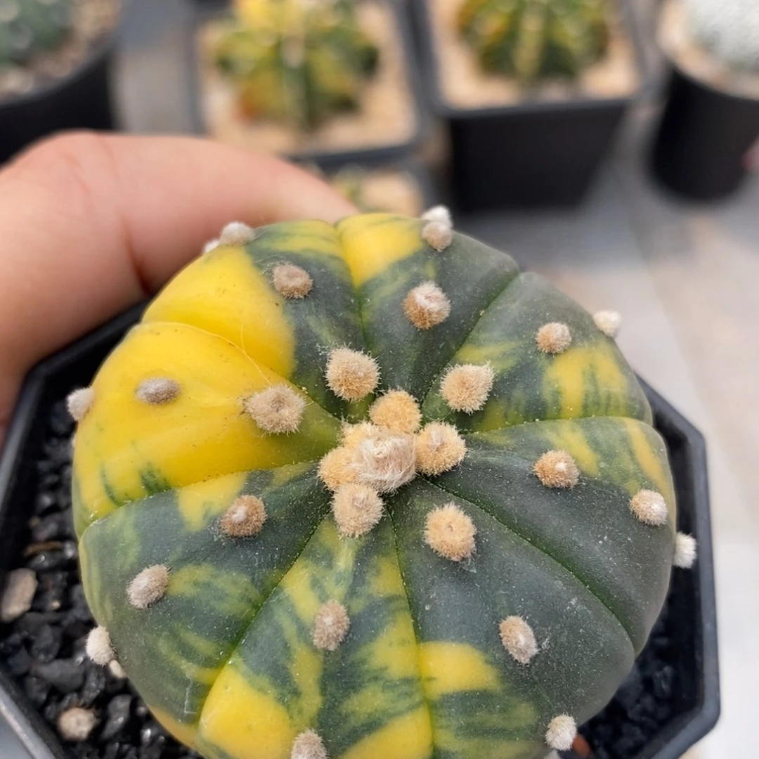 仙人球实生星兜锦