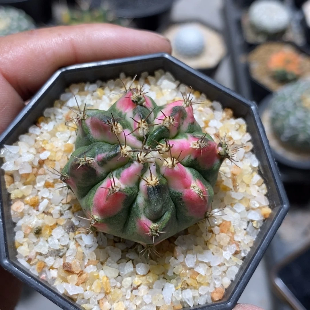 奕***6仙人球和太阳能25