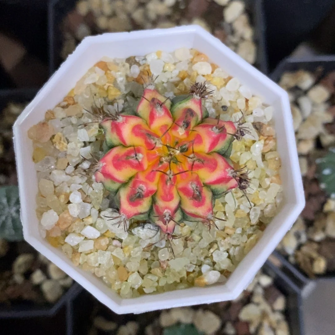 唉**呀仙人球火凤凰米哈