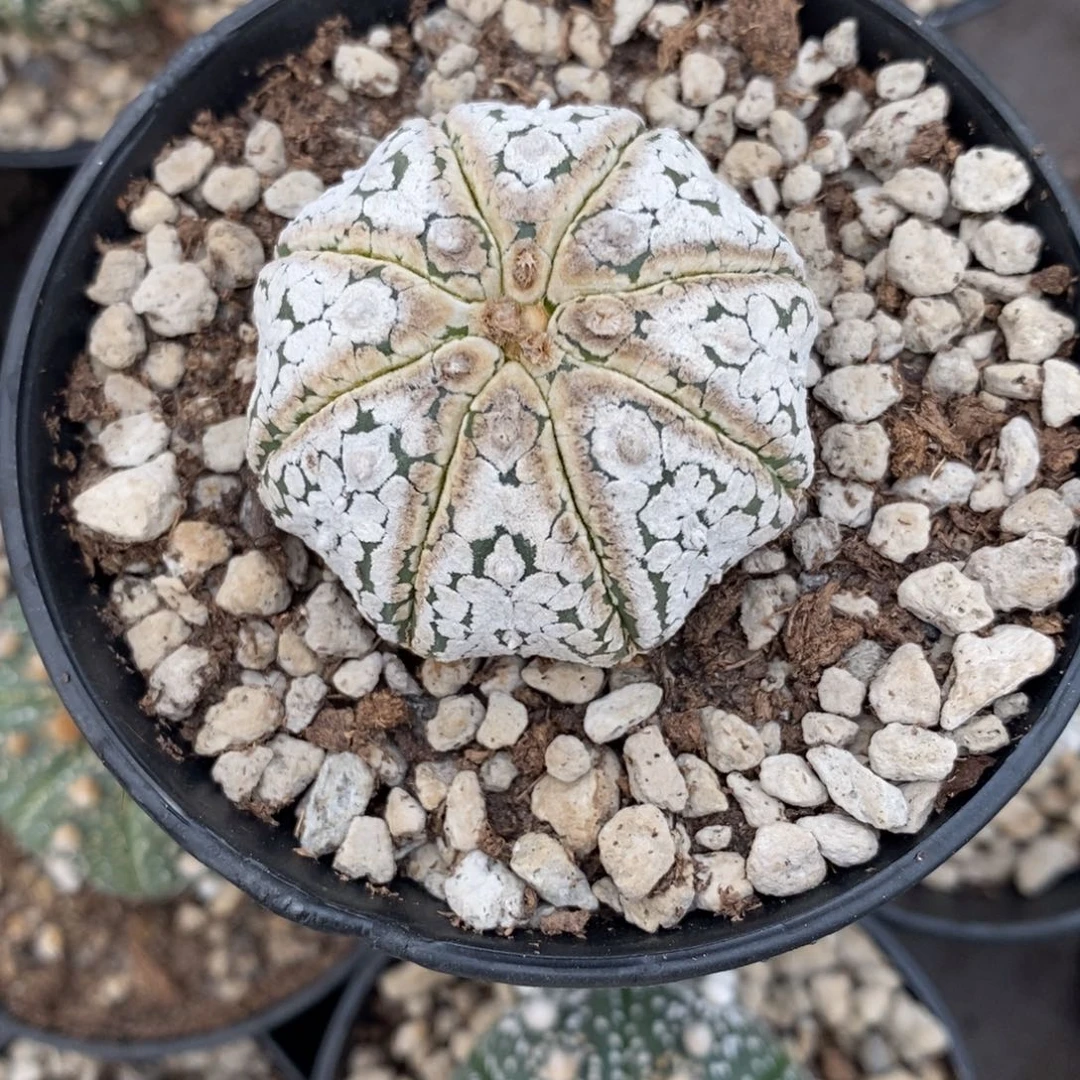 沫****~仙人球实生浓白兜