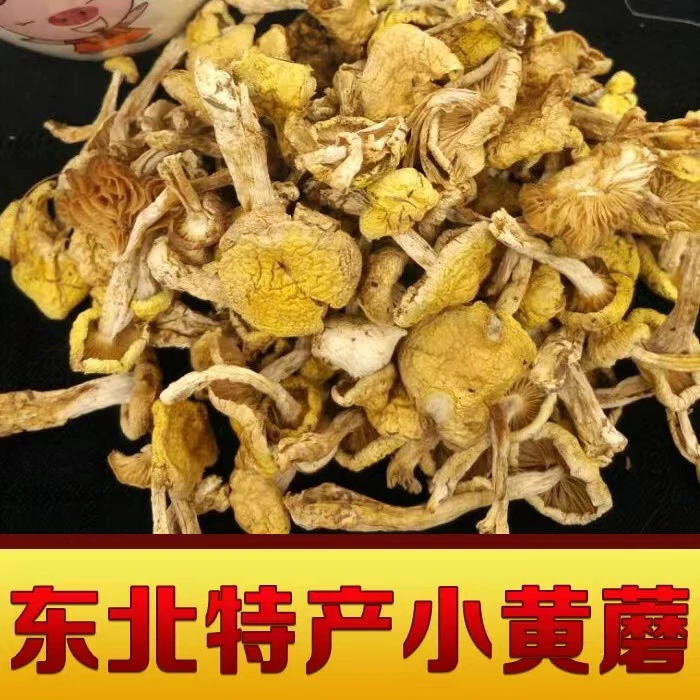 东北特产优质野生一号小黄蘑500g自然晾晒营养榛蘑美味散装干货