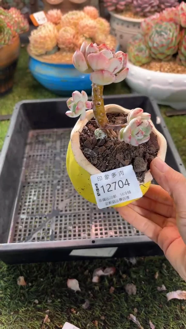 【闪购商品】12704