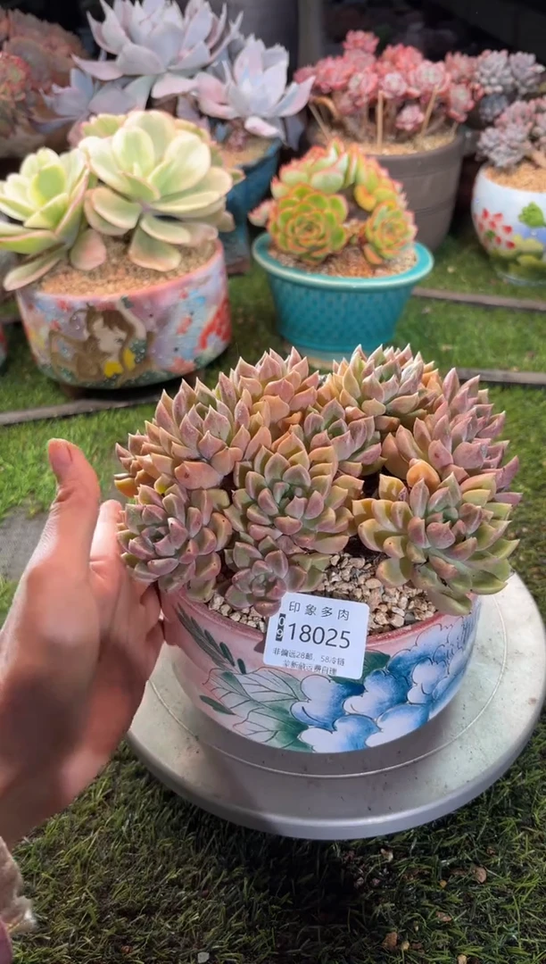 【闪购商品】18025