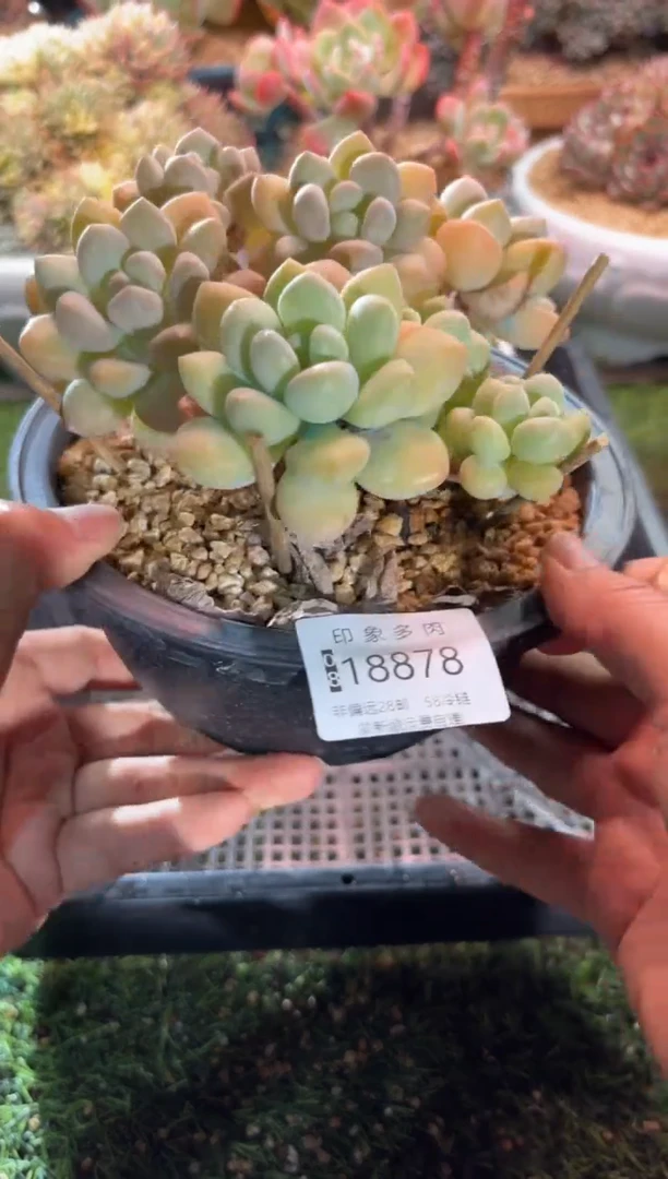 【闪购商品】18878