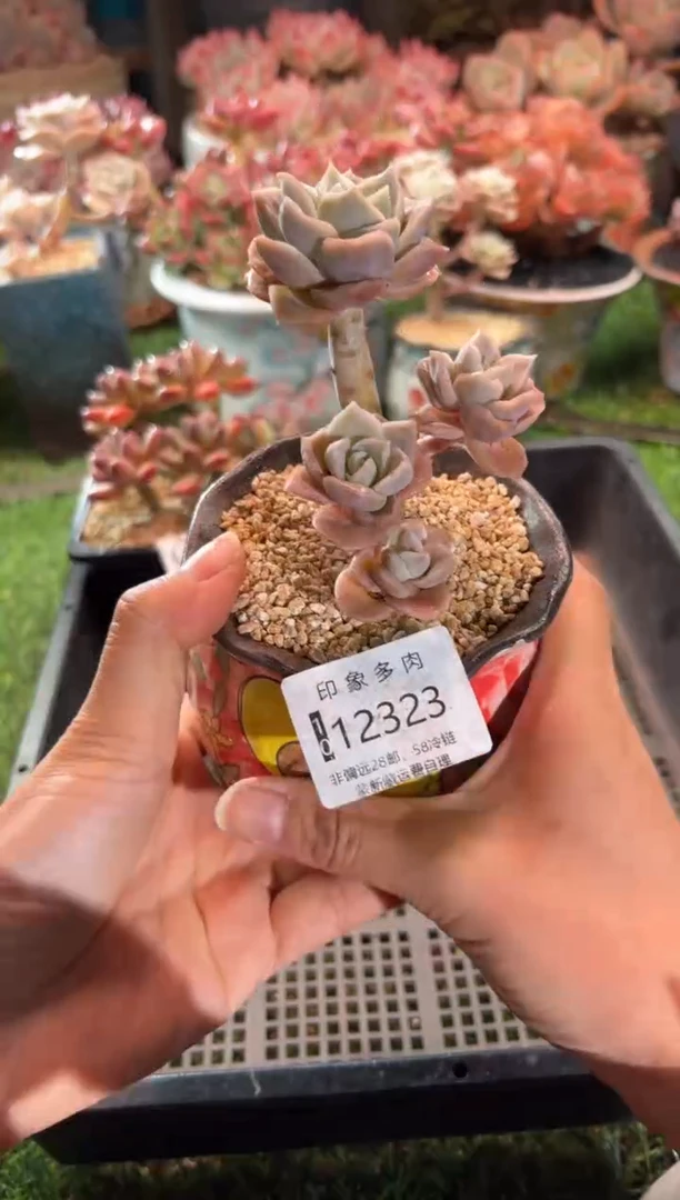 【闪购商品】12323