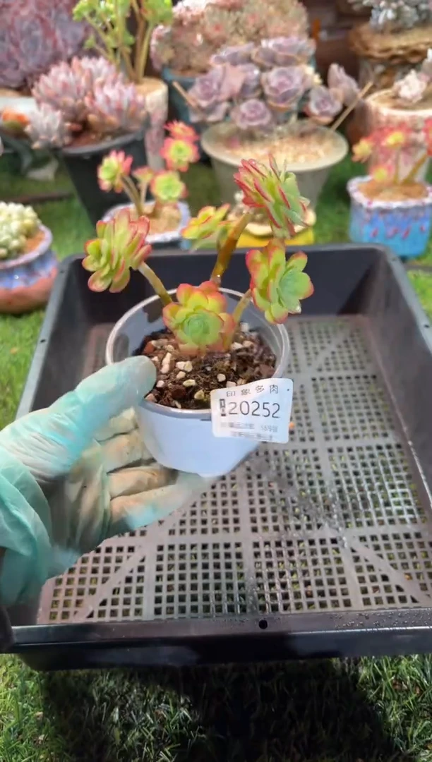 【闪购商品】20252