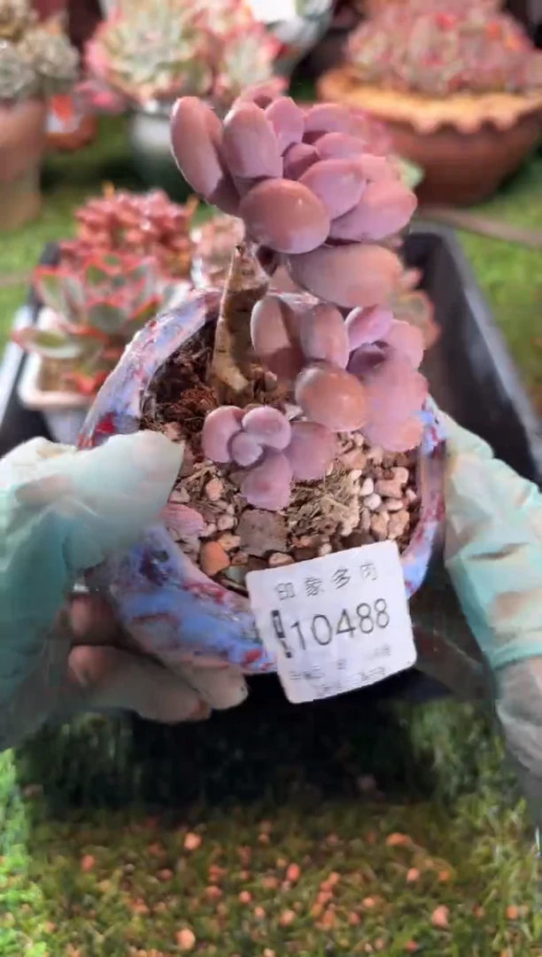 【闪购商品】10488