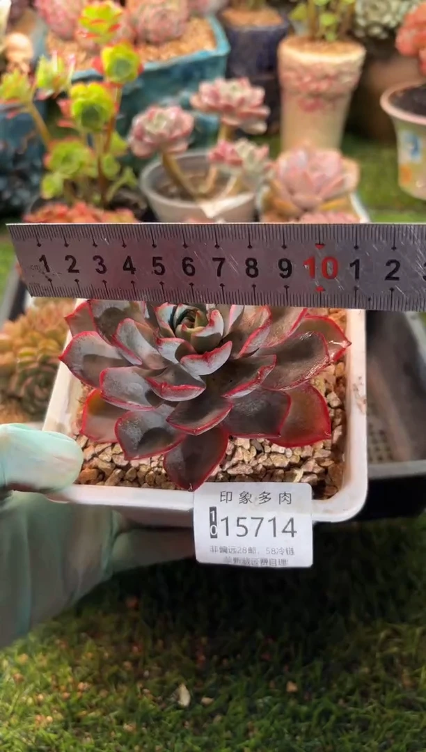 【闪购商品】15714