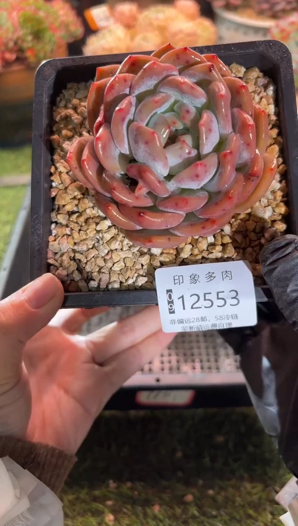 【闪购商品】12553