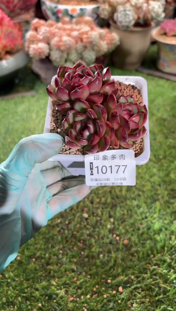 【闪购商品】10177