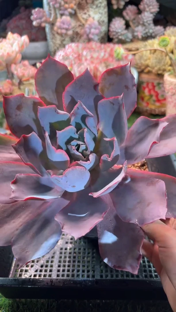 【闪购商品】23195