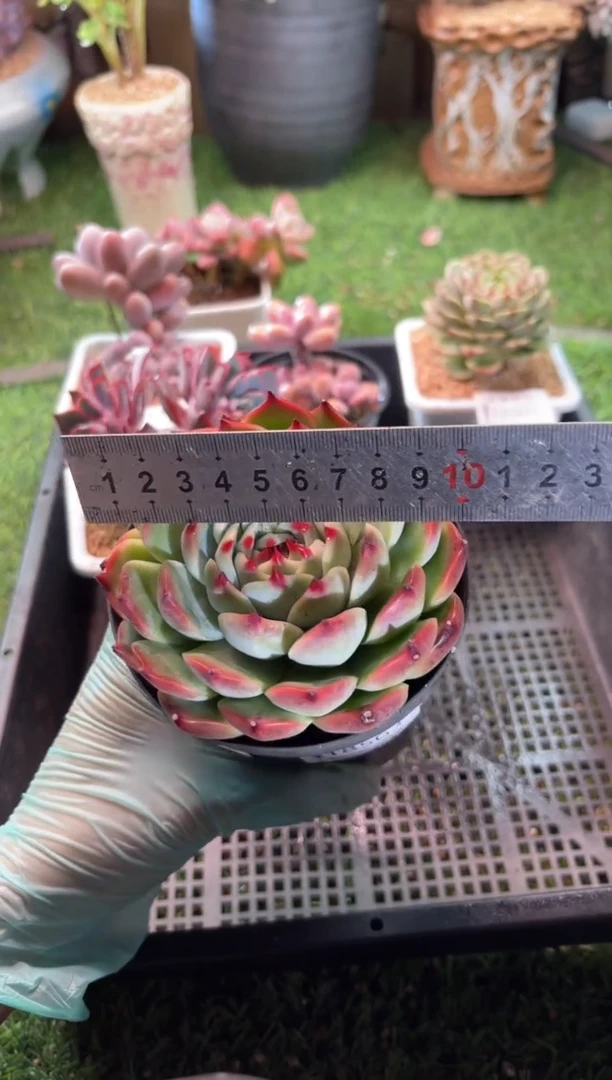 【闪购商品】18503