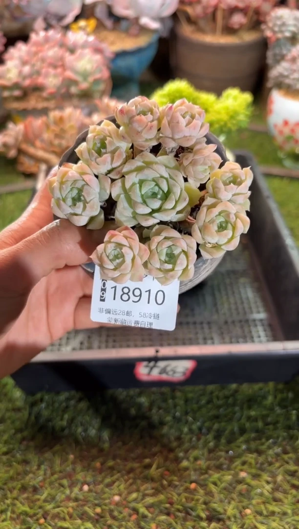 【闪购商品】18910