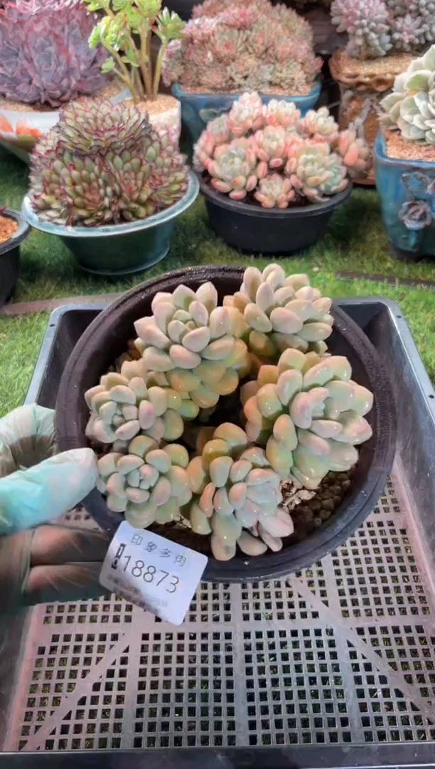 【闪购商品】18873