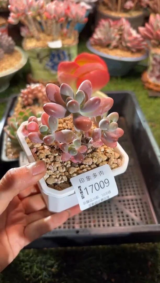 【闪购商品】17009